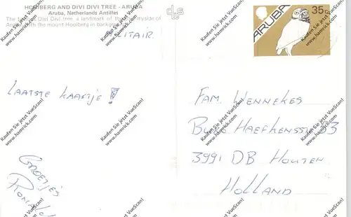 ARUBA - Hooiberg & Divi Divi tree