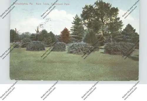 USA - PENNSYLVANIA - PHILADELPHIA, Fairmount Park, Rare Trees, 1908