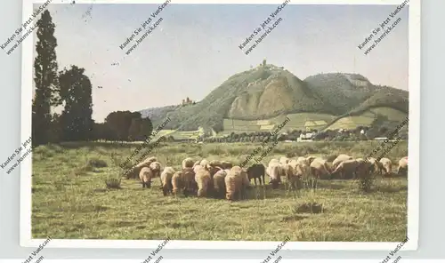5480 REMAGEN - ROLANDSWERTH, Schafherde, Blcik auf das Siebengebirge