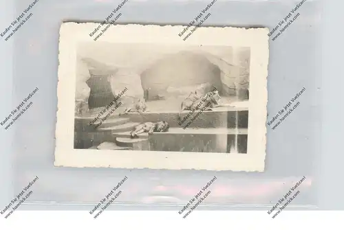 ZOO - HALLE / Saale, Löwen, Kleinphoto