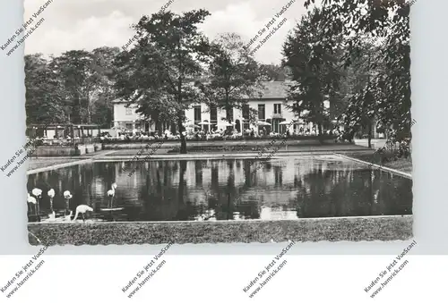 4100 DUISBURG, Zoo - Tierpark, 1953