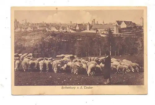 8803 ROTHENBURG / Tauber, Ansicht mit Schafherde, 1909