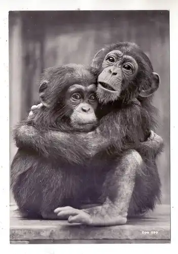 CH 8000 ZÜRICH ZH, Zoologischer Garten, 2 junge Schimpansen