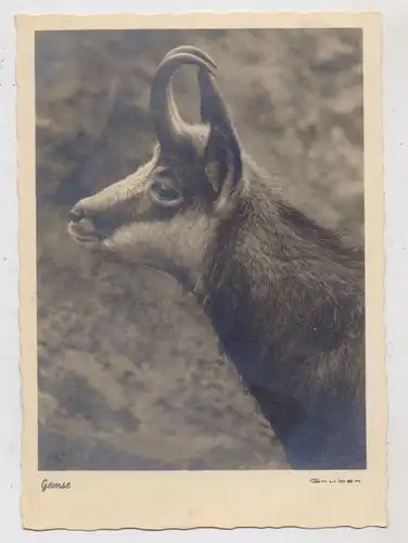 JAGD / Hunting / Jacht / Caccia / Chase / Caza / Lowiectwo, Gemse, 1934