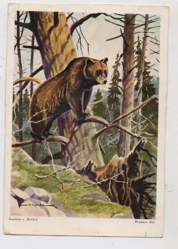 JAGD / Hunting / Jacht / Caccia / Chase / Caza / Lowiectwo, Brauner Bär, Künstler-AK Joachim von Roebel, kl. Mängel / AF