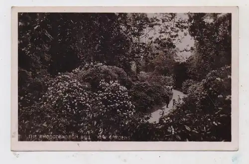 UK - ENGLAND - LONDON-KEW, Kew Gardens, The Rhododendron, 1908