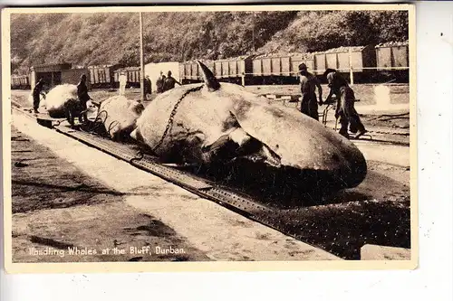 SOUTH AFRICA / SÜDAFRIKA - DURBAN, Whales at the Bluff, Whaling / Walfang / Hvalfangst