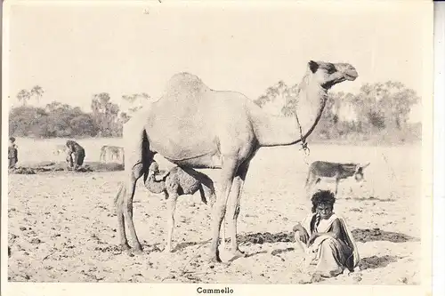 ERITREA, Cammello / Camel / Kamel