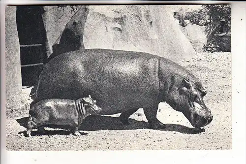 TIERE - FLUSSPFERD / Hippo - Zoo Paris, Bois de Vincennes
