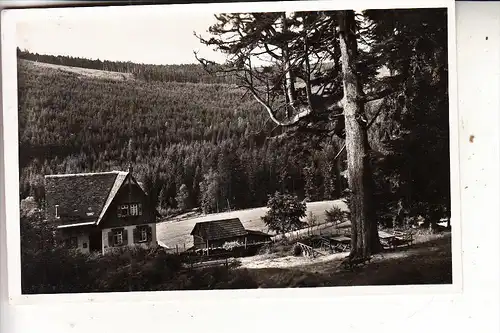 7741 SCHÖNWALD, Große Tanne im Rollwassertal, 1943