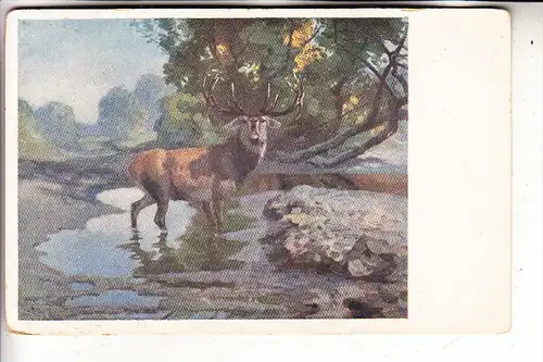 JAGD - HUNTING - JACHT - CHASSE - CACCIA - CAZA - LOWIECTWO - HIRSCH, Künstler-Karte, Brüder Kohn, Wien, Knick