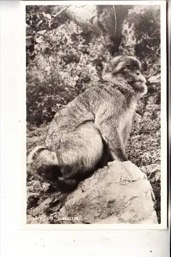 GIBRALTAR, Rock ape, Felsenaffe, 1960