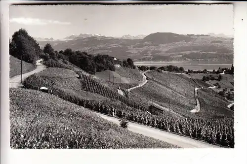 CH 8708 MÄNNEDORF, Weinberge