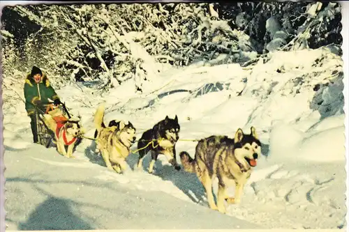 HUNDE - Schlittenhunde / Polarhunde / Dog Sled - Alaska