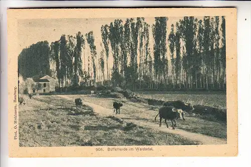 MAZEDONIEN- VARDA / WARDA-Tal, Büffelherde