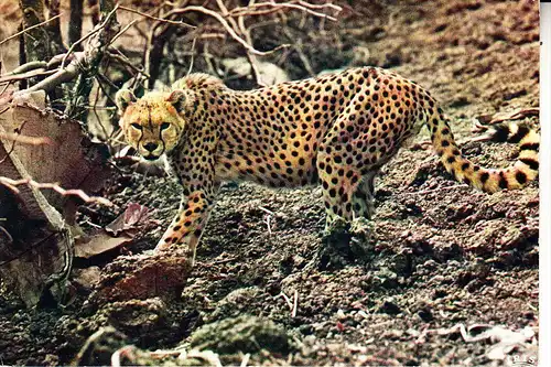 SENEGAL - Cheetah / Gepard