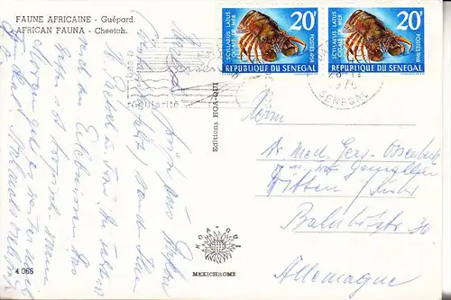 SENEGAL - Cheetah / Gepard