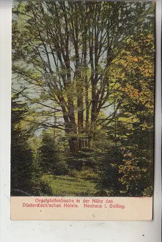 FLORA - Orgelpfeiffenbuche, Neuhaus / Solling, 1925