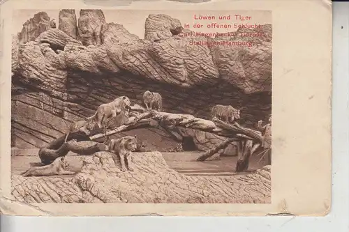 2000 HAMBURG - STELLINGEN, Hagenbeck's Tierpark, Zoo, Löwen & Tiger in der offenen Schlucht