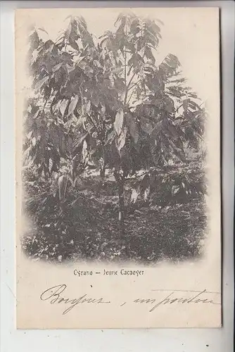 MADAGASKAR - Jeune Cacaoyer, 1900