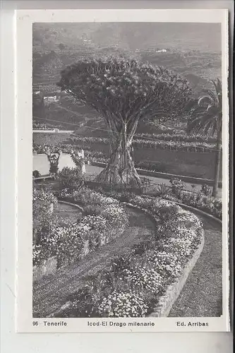 E 38000 SANTA CRUZ DE TENERIFE, Icod- el Drago milenario, keine AK- Einteilung