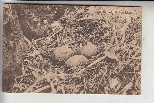 UK - ENGLANG - CORNWALL - MULLION ISLAND, Gull's Nest / Möveneiergelege