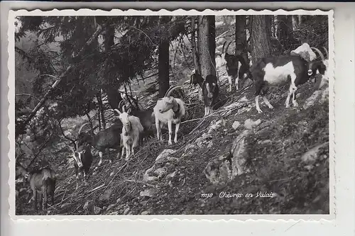 TIERE - ZIEGEN / Goats / Geiten / Chevres - Schweiz