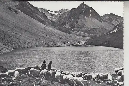 CH 7050 AROSA, Aelplisee, Schafherde