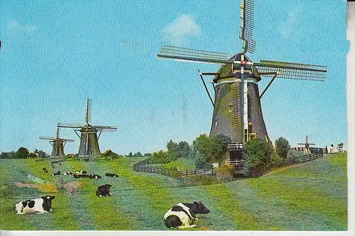 MÜHLE - WINDMÜHLE / Molen / Mill / Moulin - LEIDSCHENDAM / NL