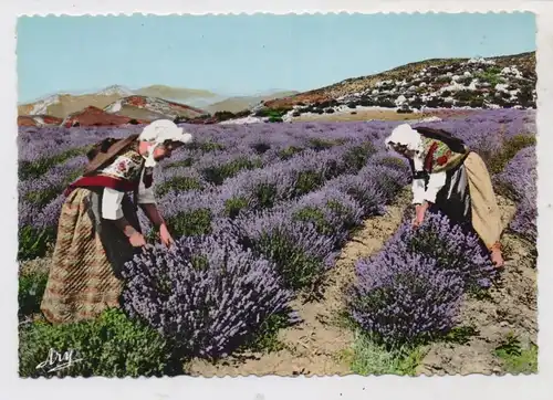LANDWIRTSCHAFT - Lavendelernte in der Provence
