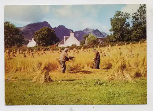LANDWIRTSCHAFT - Heuernte, UK - Isle of Skye