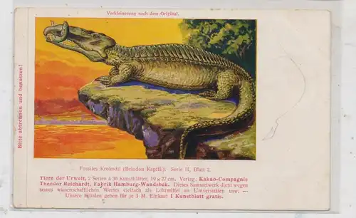 PRÄHISTORISCHE TIERE - Fossiles Krokodil (Belodon Kapffii), 1910