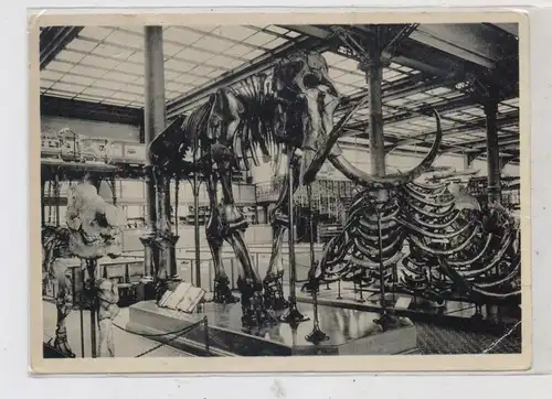 PRÄHISTORISCHE TIERE - Mammut, Brüssel Naturkundemuseum, Druckstelle