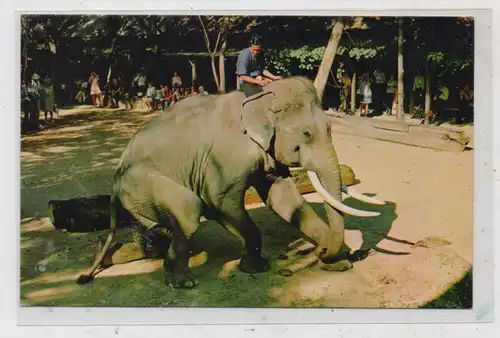 TIERE - ELEFANT - Arbeitselephant Thailand