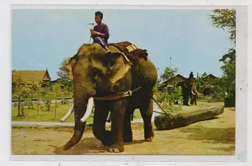 TIERE - ELEFANT - Arbeitselephant Thailand