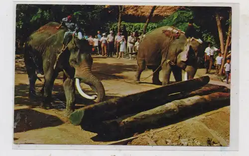 TIERE - ELEFANT - Arbeitselephant Thailand