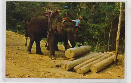 TIERE - ELEFANT - Arbeitselephant Thailand