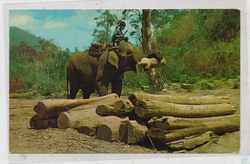 TIERE - ELEFANT - Arbeitselephant Thailand