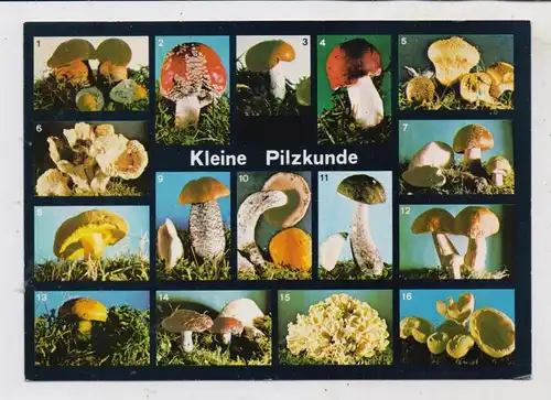 FLORA  - PILZE / Mushrooms / Funghi / Champignons, Kleine Pilzkunde