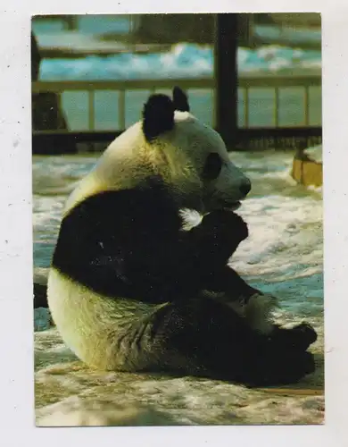 1000 BERLIN - TIERGARTEN, ZOO, Panda