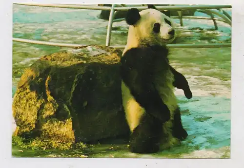 1000 BERLIN - TIERGARTEN, ZOO, Panda