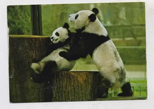 1000 BERLIN - TIERGARTEN, ZOO, Panda