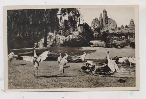 2000 HAMBURG - STELLINGEN, Hagenbecks Tierpark / Zoo, Sarus - Kraniche am Vogelteich