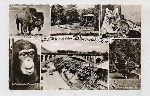5600 WUPPERTAL, Zoo, Schimpanse, Tiger, Bison...1966