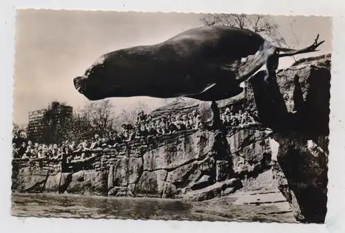 1000 BERLIN - TIERGARTEN, ZOO, Mähnenrobben Bulle "MORITZ", 1962