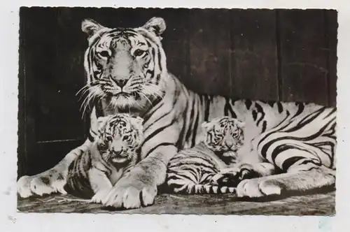 1000 BERLIN - TIERGARTEN, ZOO, Bengal - Tigerin mit Jungen