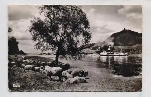 5300 BONN - BAD GODESBERG - MEHLEM, Blick von den Rheinwiesen auf Königswinter, Schafherde, Frachtschiff