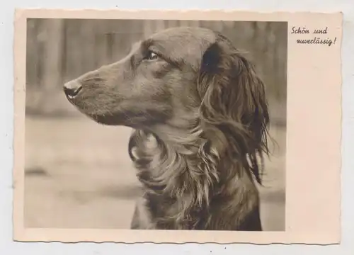 HUNDE - DACKEL / Teckel / Dachshund / Bassotto, Kopfbild Langhaardackel, 1939