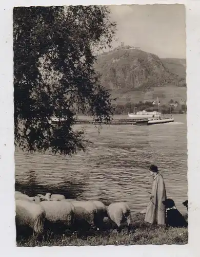 5300 BONN - BAD GODESBERG - MEHLEM, Blick vom Rheinufer auf den Drachenfels, Schafhierte - herde