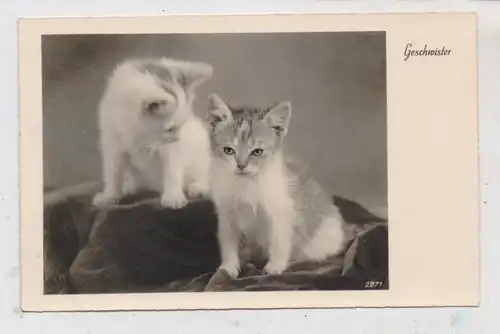 TIERE - KATZEN / Cats / Chats / Gatti / Katten, zwei kleine Kätzchen "Geschwister"